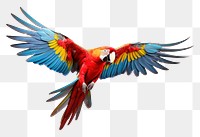 PNG Macaw parrot fly animal bird wildlife