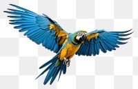 PNG Macaw parrot fly animal bird white background. AI generated Image by rawpixel.
