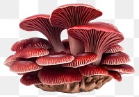 PNG Reishi mushroom fungus plant  