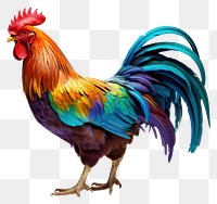 PNG Rooster chicken poultry animal