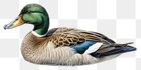 PNG Animal duck bird anseriformes. AI generated Image by rawpixel.