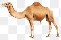 PNG Wildlife animal mammal camel. 