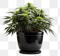 PNG Cannabis plant black leaf. 