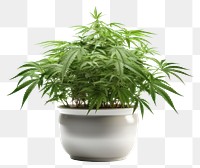 PNG Cannabis plant herbs leaf. AI generated Image by rawpixel.