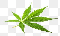 PNG Cannabis plant herbs leaf. AI generated Image by rawpixel.