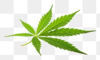 PNG Cannabis plant herbs leaf. 