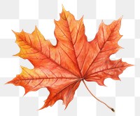 PNG Maple leave leaves plant leaf. AI generated Image by rawpixel.