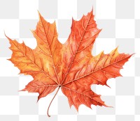 PNG Maple leave drawing leaves plant. 