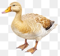 PNG Animal goose bird anseriformes. AI generated Image by rawpixel.