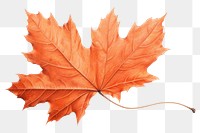 PNG Fall leave leaves maple plant. AI generated Image by rawpixel.