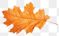 PNG Autumn leave leaves maple plant. AI generated Image by rawpixel.