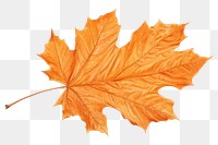 PNG Autumn leave leaves maple plant. AI generated Image by rawpixel.