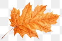 PNG Autumn leave leaves maple plant. AI generated Image by rawpixel.