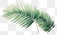 PNG Palm leaves backgrounds plant leaf.