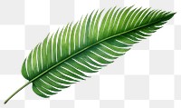 PNG Palm leave plant leaf  