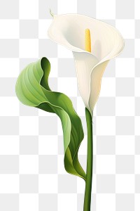 PNG Flower plant petal lily. AI generated Image by rawpixel.