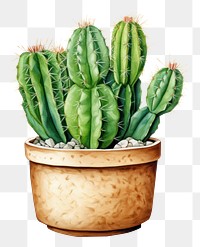 PNG Cactus plant white background houseplant. 