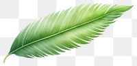 PNG Palm leave plant green leaf. AI generated Image by rawpixel.