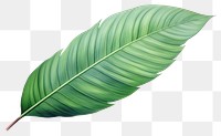 PNG Palm leave plant green leaf. 