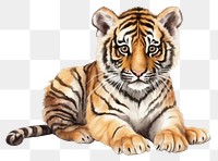 PNG Tiger wildlife cartoon animal. 