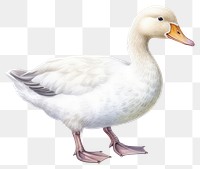 PNG White duck cartoon animal goose. 