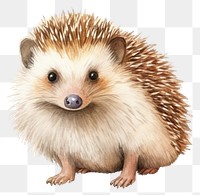 PNG Porcupine hedgehog mammal animal.