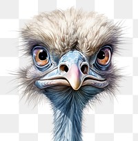 PNG Ostrich cartoon animal bird. 