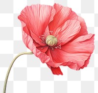 PNG Poppy flower plant red. AI generated Image by rawpixel.