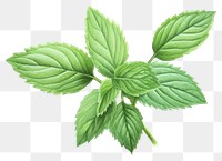 PNG Plant herbs leaf spearmint. 