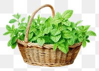 PNG Mint basket herbs plant. 