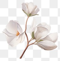 PNG White flower blossom petal plant. 