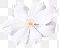 PNG White flower blossom petal plant. 