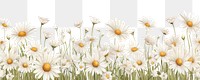 PNG White daisy backgrounds outdoors flower. AI generated Image by rawpixel.