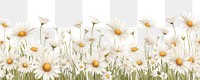 PNG White daisy backgrounds outdoors flower. 