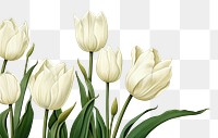PNG White tulips flower petal plant. AI generated Image by rawpixel.