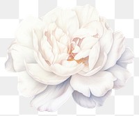 PNG White elegant flower wedding petal plant rose. AI generated Image by rawpixel.