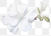 PNG White flower hibiscus blossom petal. 