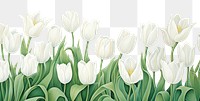 PNG White tulips blossom flower petal. 