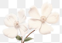 PNG White flower blossom petal plant. 