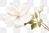 PNG White flower hibiscus blossom petal. AI generated Image by rawpixel.
