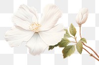 PNG White flower hibiscus blossom petal. 