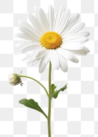 PNG Marguerite flower daisy petal. 