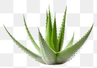 PNG Aloe vera plant xanthorrhoeaceae white background freshness. 