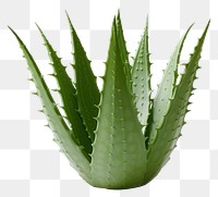 PNG Aloe vera plant xanthorrhoeaceae white background freshness. 