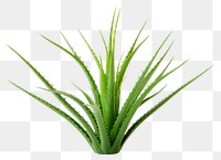 PNG Aloe vera plant xanthorrhoeaceae white background houseplant. 