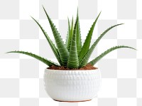 PNG Aloe vera plant xanthorrhoeaceae white background houseplant. 