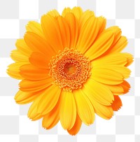 PNG Calendula Flower flower calendula petal. 