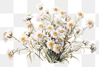 PNG Pearly Everlasting blossom flower plant. 