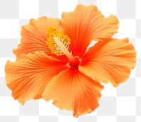 PNG Hibiscus flower hibiscus petal plant. AI generated Image by rawpixel.