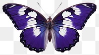 PNG Purple Emperor Butterfly butterfly animal insect. 